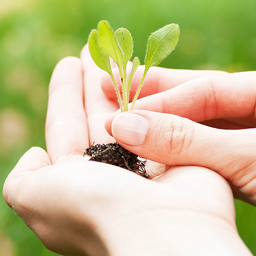 Donec Dapibus Placerat