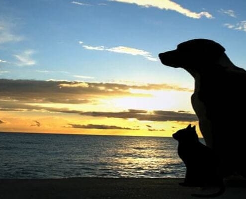 Palermo Cosa fare quando muore il tuo cane