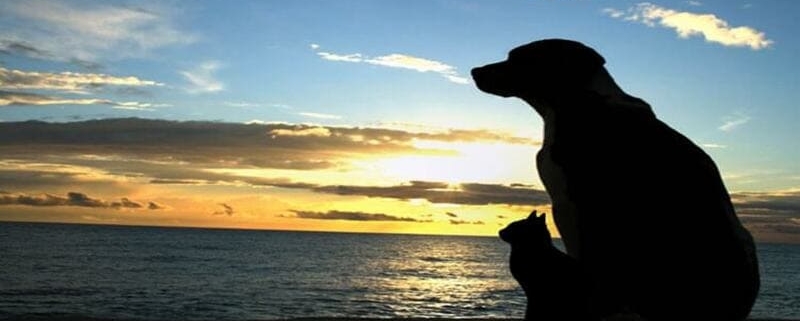 Palermo Cosa fare quando muore il tuo cane